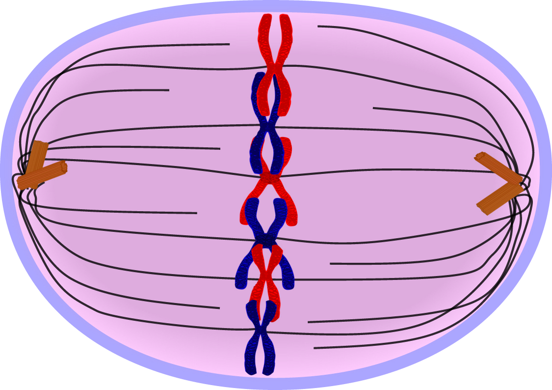 Vector Library Chromosome Drawing Clip Art - Metaphase Cell - Png Download (1125x794), Png Download