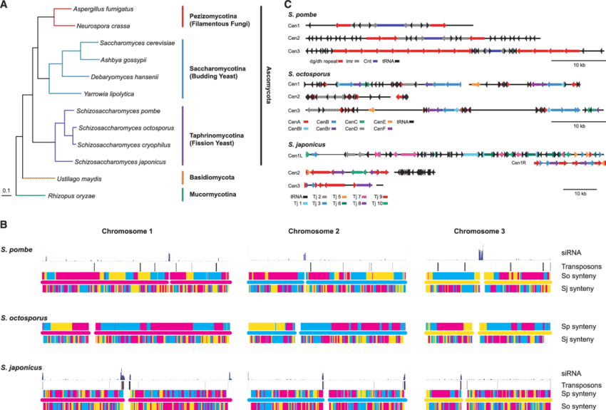 Schizosaccharomyces Phylogeny And Chromosome Structure - Schizosaccharomyces Phylogeny Clipart (850x575), Png Download