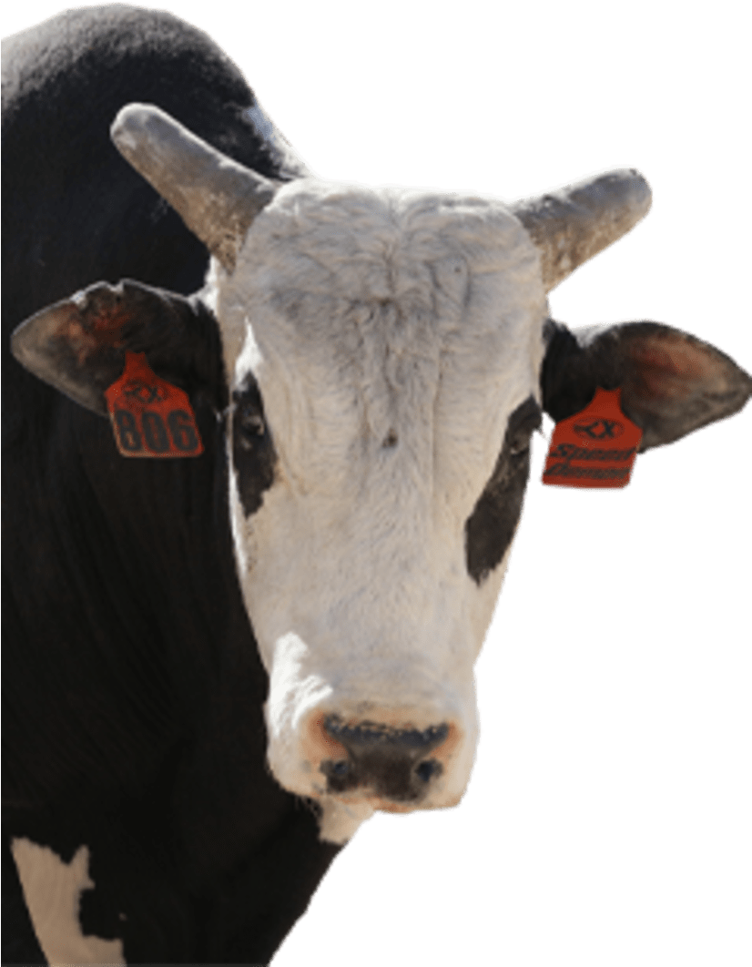 Bull Score - Dairy Cow Clipart (825x1100), Png Download