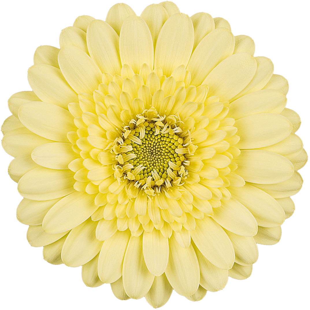 Free Flower Fridays On Facebook - Barberton Daisy Clipart (1100x1100), Png Download