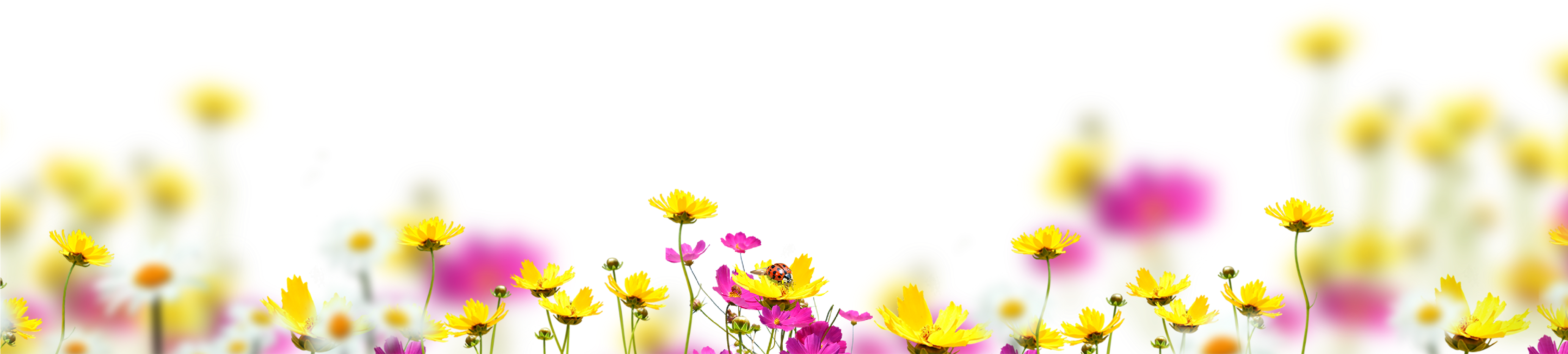 Blowing Glitter Png - Flowers Overlay Photoshop Clipart (4134x1424), Png Download