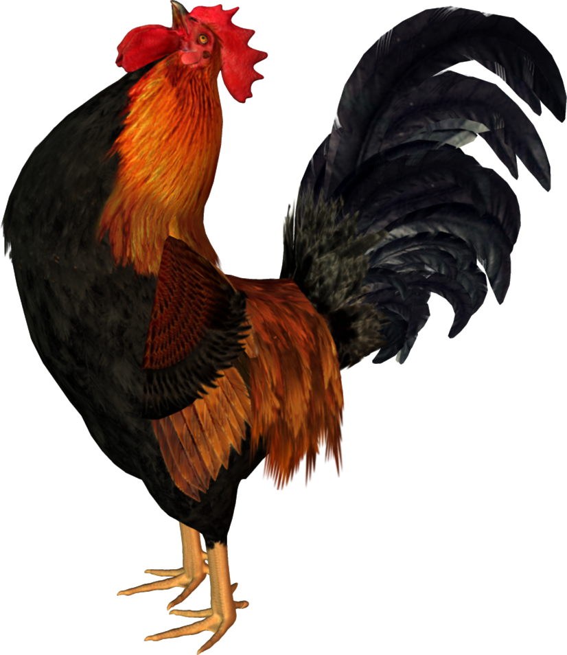Cock Png - Rooster Clipart (826x954), Png Download