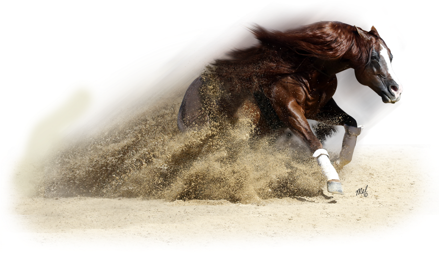 Png For - Western Horse Png Clipart (894x559), Png Download