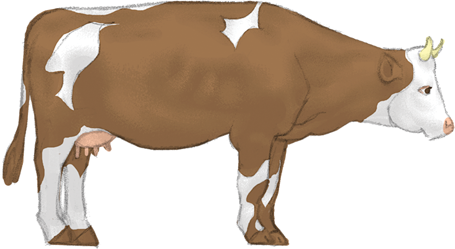 Yoga Clipart Cow - Dairy Cow - Png Download (1650x1050), Png Download