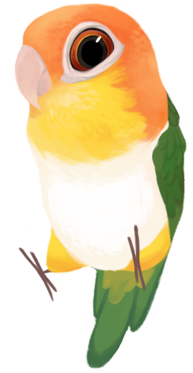White-bellied Parrot Pionites Leucogaster - Parrot Png Clipart (500x750), Png Download