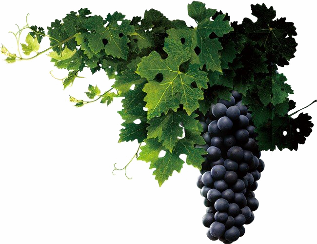 Grapes Png Clipart Background - Lucas 3 8 9 Transparent Png (650x500), Png Download