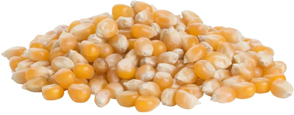 Corn Kernels , Png Download - Corn Kernels Clipart (981x385), Png Download