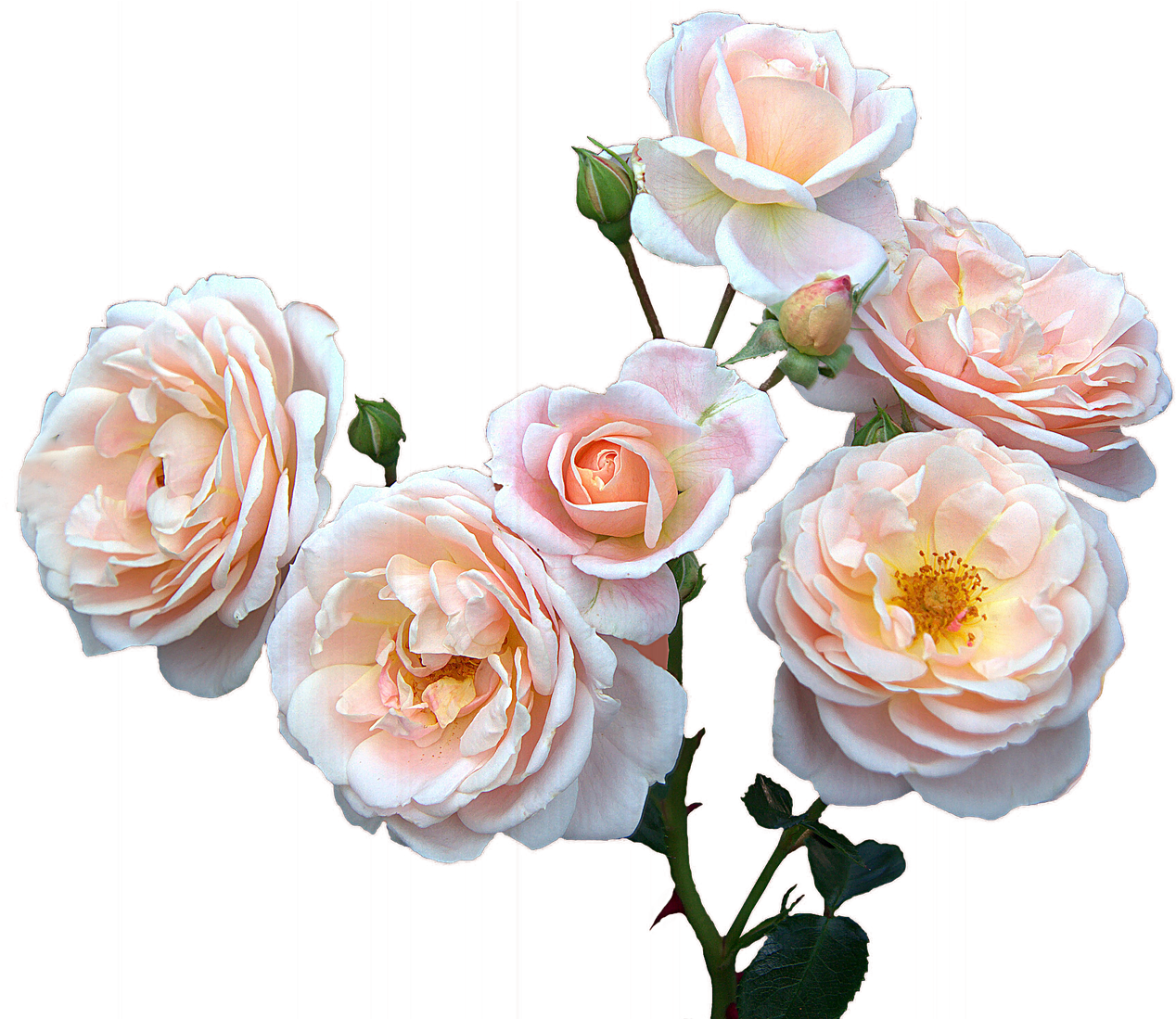 Roses Free,mother's Day,women's Day, - Good Morning Smiley Rose Clipart (1280x1098), Png Download