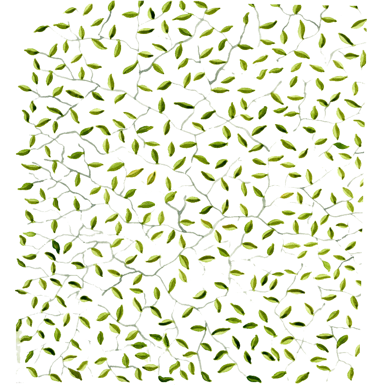 Green Leaves Clipart (800x800), Png Download