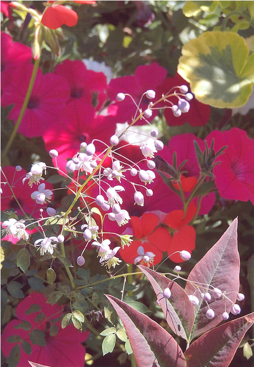 View Of A Garden - Bougainvillea Clipart (1000x728), Png Download
