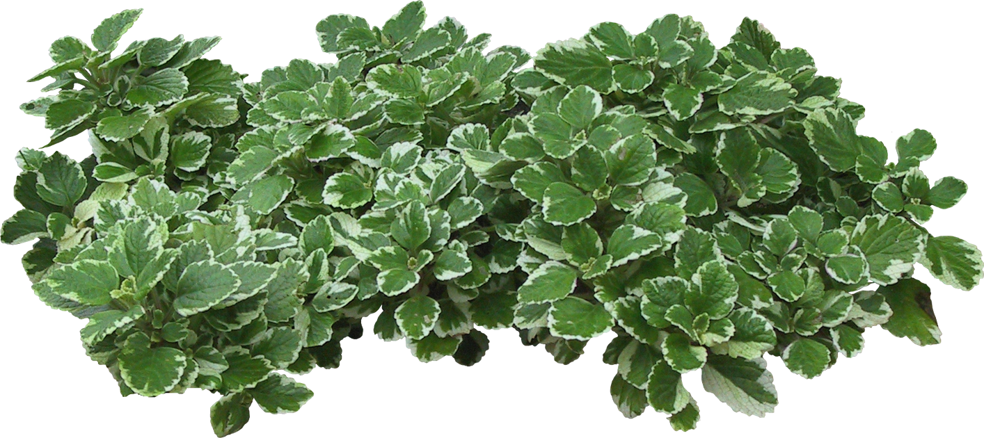 Feather Grass Cutout - Parterre De Fleur Png Clipart (1414x630), Png Download