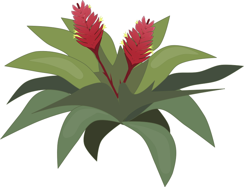 Free To Use Public Domain Plants Clip Art - Bromeliad Clipart - Png Download (800x615), Png Download