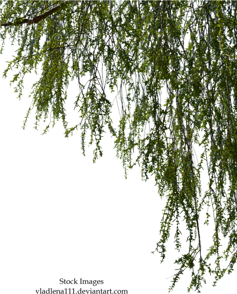 Branches By Vladlena - Willow Tree Branch Png Clipart (781x1023), Png Download