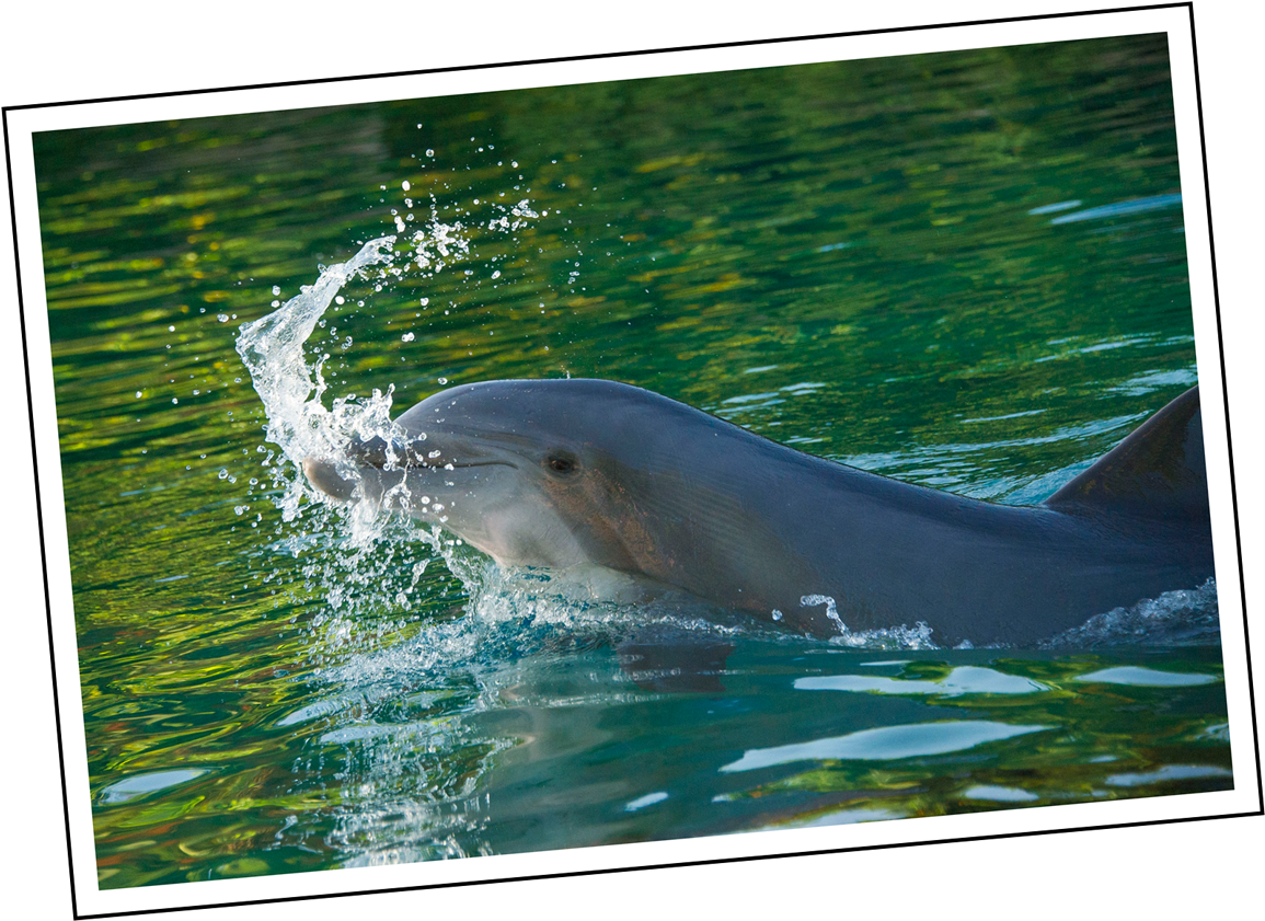 Coral Sweet 16 Discovery Cove - Common Bottlenose Dolphin Clipart (1200x854), Png Download