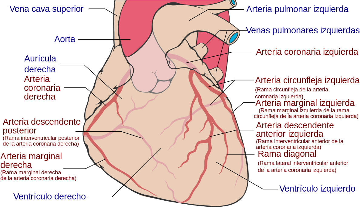 Coronary Arteries Clipart (1200x689), Png Download
