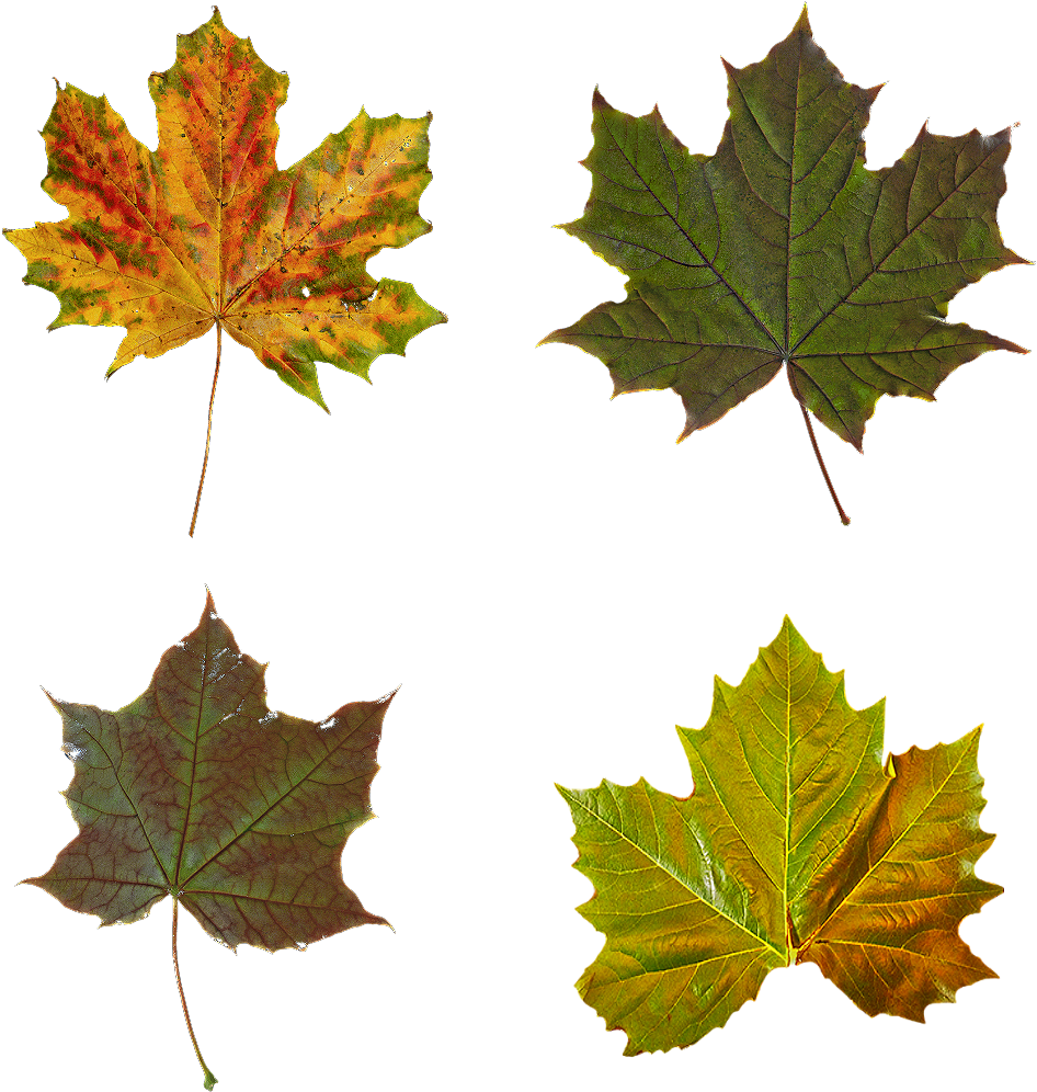Fall Leaf Clipart (1024x1024), Png Download