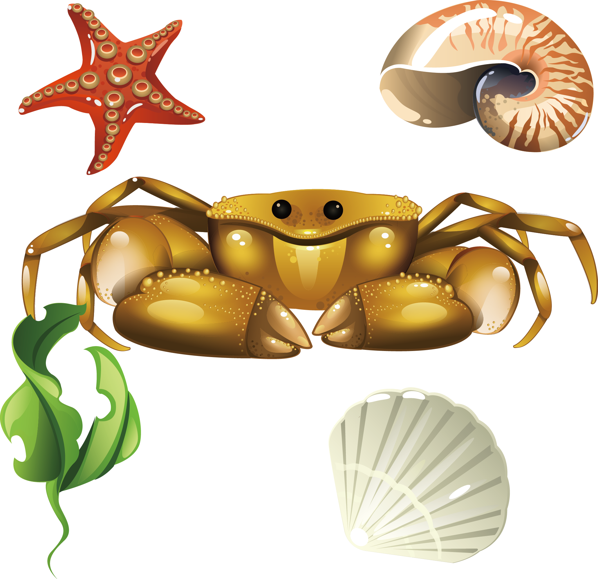 Crab Euclidean Vector Screw Coral Shells Seashells - Caracoles De Mar Dibujo Clipart (2061x1996), Png Download