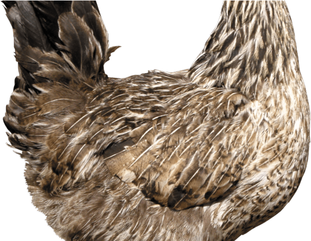 Monster Waves Clipart Hen - صورة دجاجة Png Transparent Png (640x480), Png Download