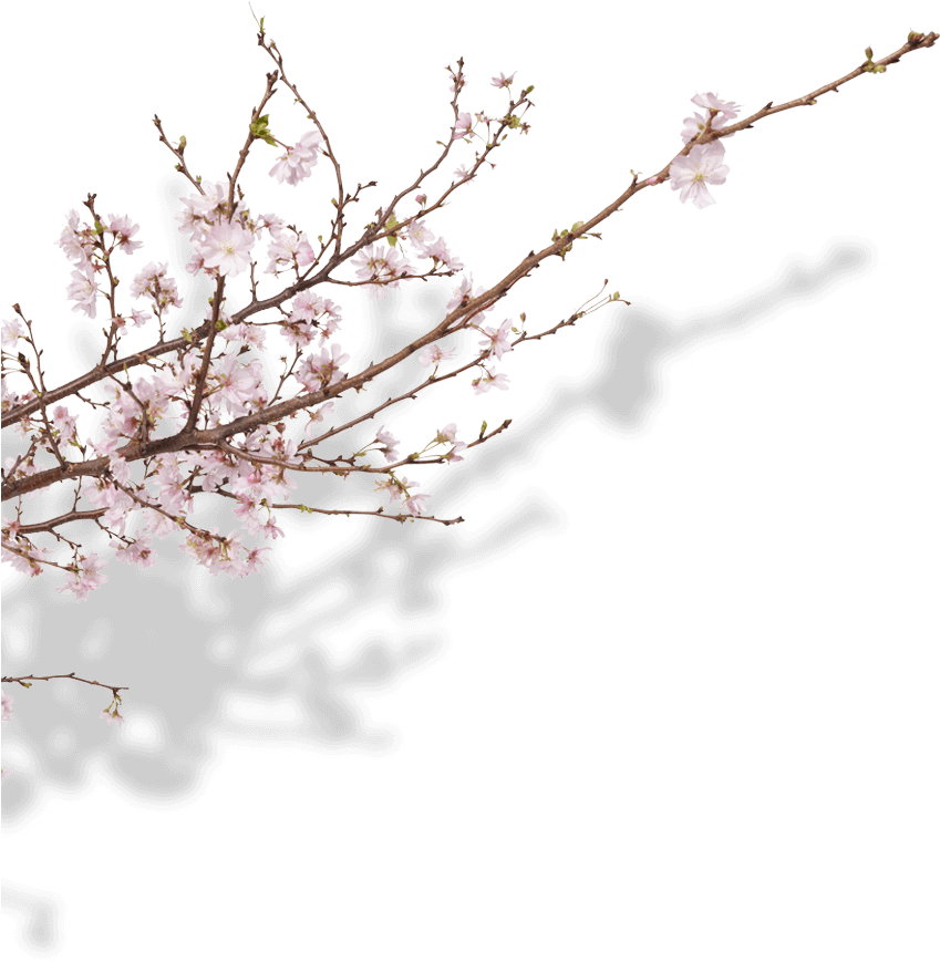 Botanicals - Cherry Blossom Clipart (869x869), Png Download