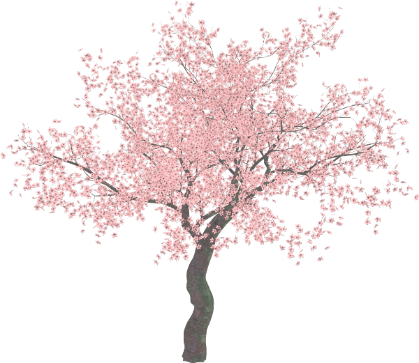 Cherry Blossom Trees Png Clipart (600x521), Png Download