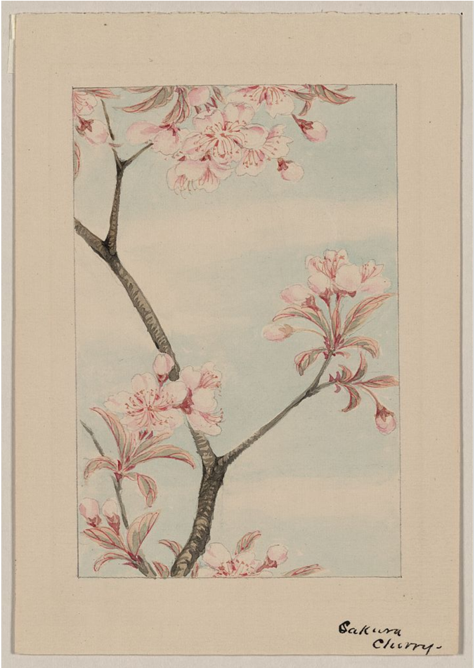 0 Replies 0 Retweets 0 Likes - Japanese Woodblock Cherry Blossom Clipart (1200x950), Png Download