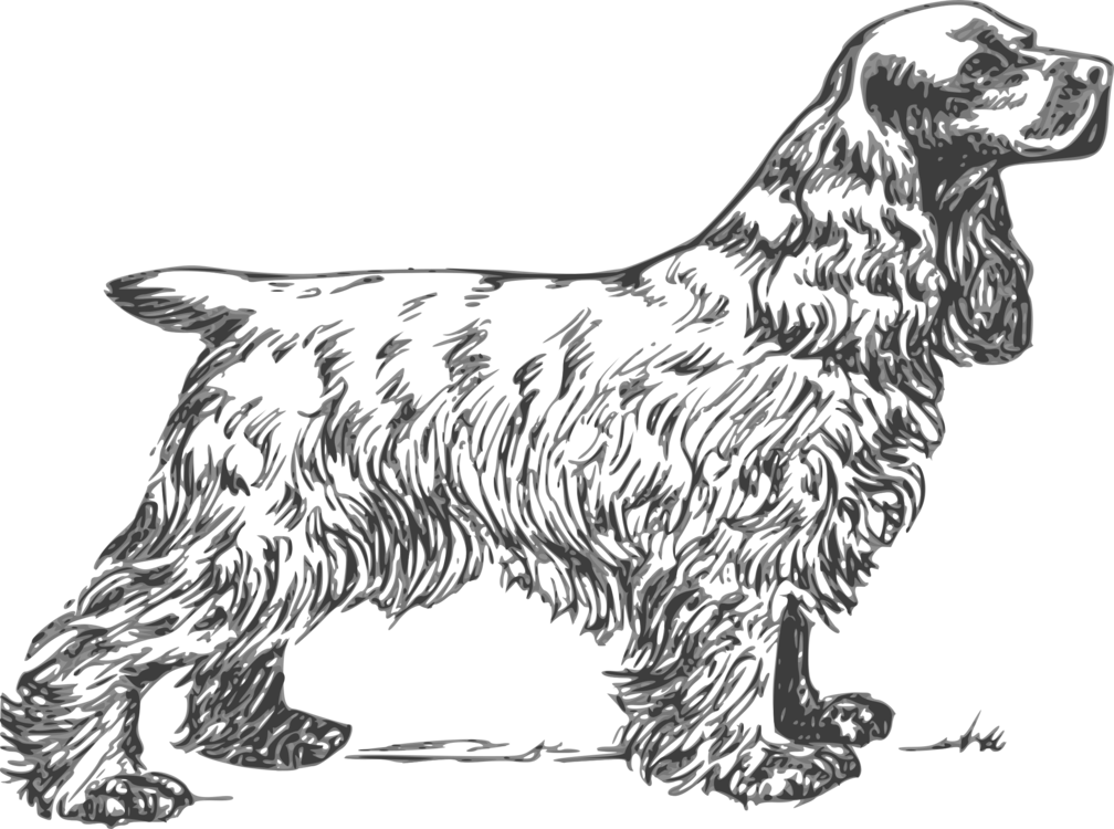 Golden Retriever Clipart Black And White - Cocker Spaniel Coloring Page - Png Download (1008x750), Png Download