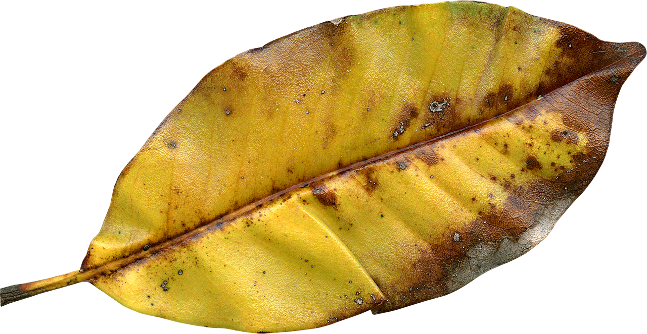 Leaf Fall Autumn Fall Leaves Png Image - Autumn Clipart (1280x662), Png Download