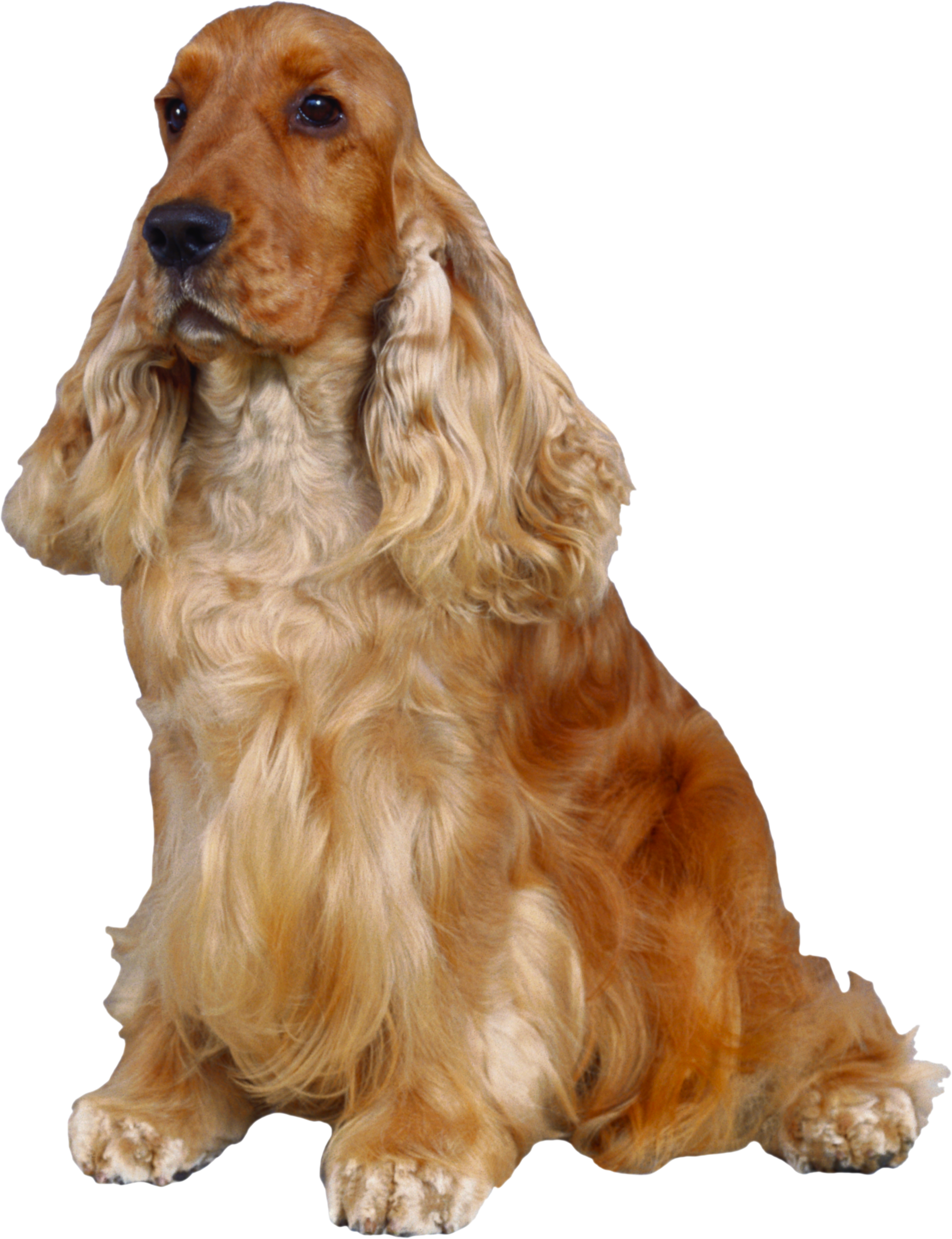 Dog Png - English Cocker Spaniel Png Clipart (1786x2325), Png Download