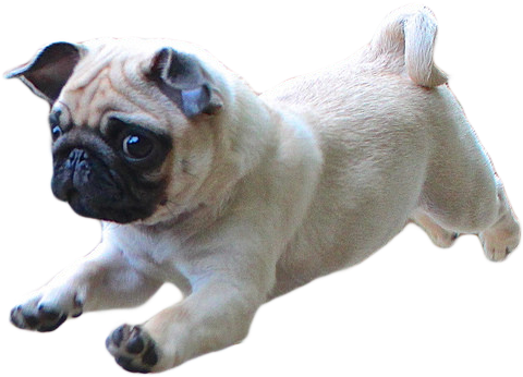 Thug Life Pug Png Photo Png Arts - Dog Running Transparent Background Clipart (1024x620), Png Download