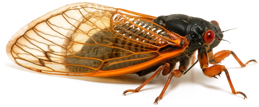 Insect Png Transparent Image - Insects Of China Clipart (880x366), Png Download