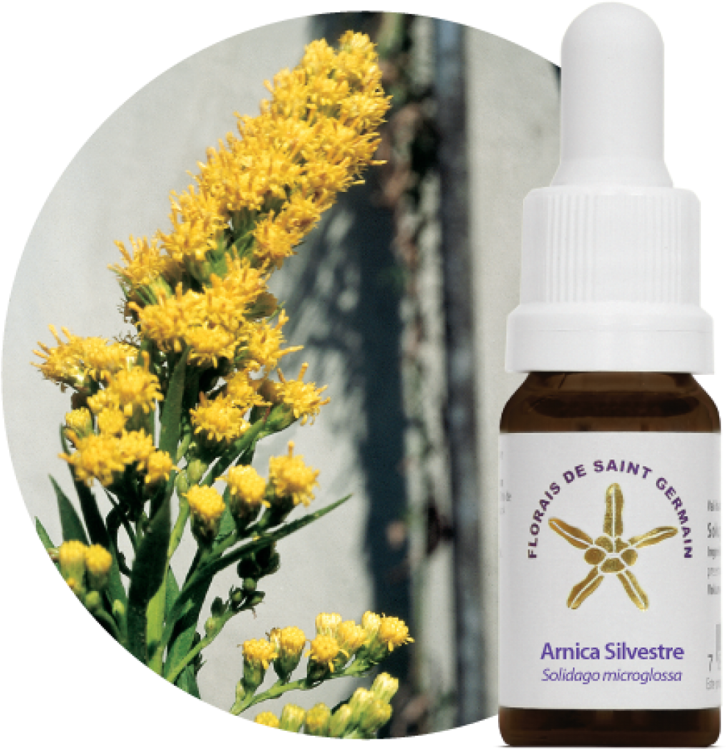 Essência Floral Estoque - Florais De Saint Germain Clipart (1200x1200), Png Download