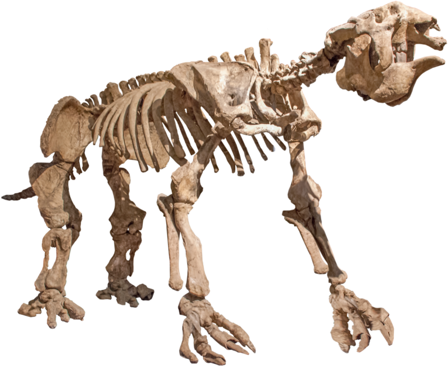 Photo Cutout, Sloth, Cut Outs, Skeleton, Mockup, Lion - Giant Sloth Skeleton Transparent Clipart (1008x792), Png Download