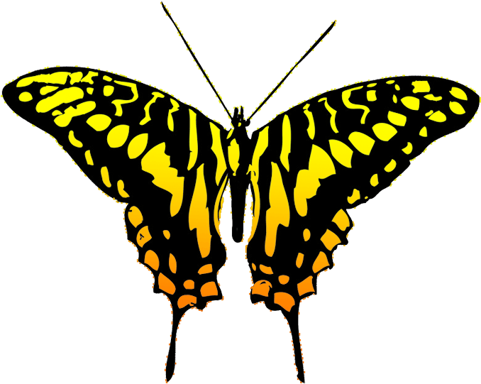 Black And Yellow Butterfly Clipart , Png Download - Butterfly Transparent Png (678x541), Png Download