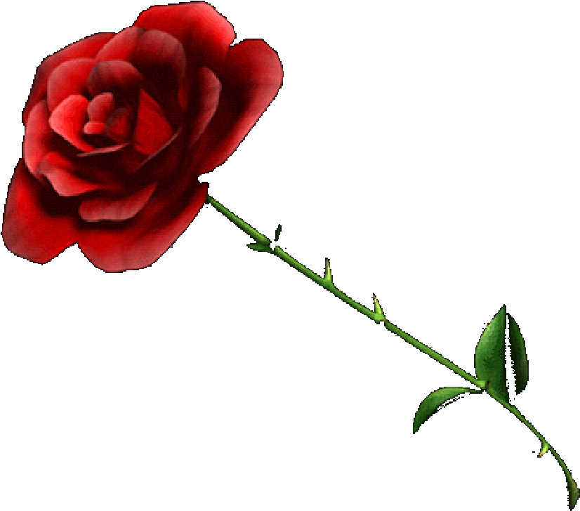 Rose - Rose With No Background Clipart (1068x801), Png Download