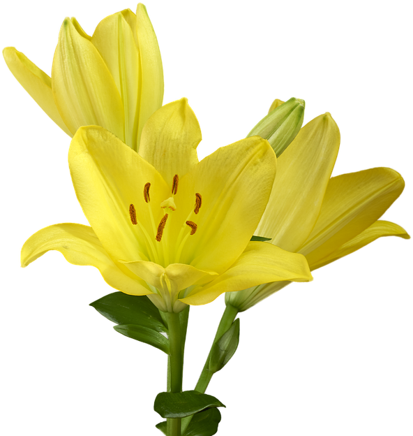 Easter Lily Png - Lirio Amarillo Planta Png Clipart (960x640), Png Download
