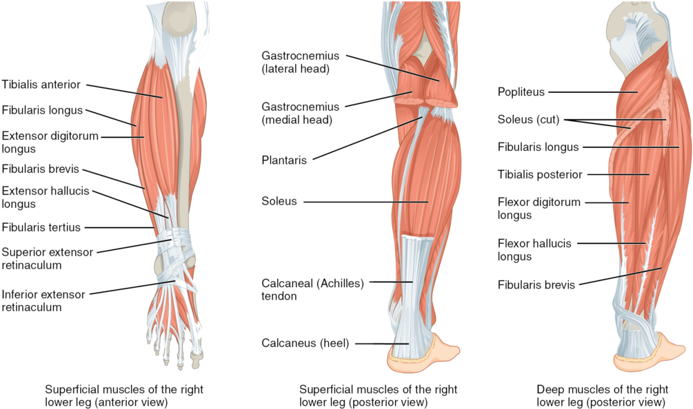 Muscles Of The Lower Leg And Foot Human Anatomy And - Muscles Of The Leg Clipart (1024x610), Png Download