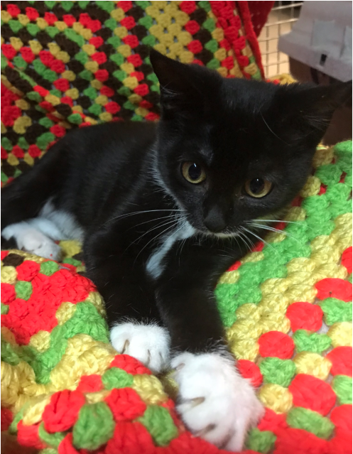 Donate To Petrescue - Black Cat Clipart (638x638), Png Download