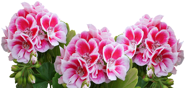 Geranium Png Clipart (640x484), Png Download