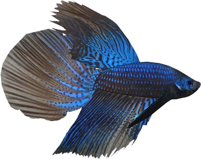 Betta M - Fresh Water Tropical Fish Clipart (647x511), Png Download
