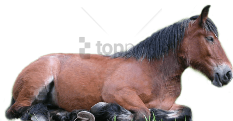 Free Png Horse Png Png Image With Transparent Background - Domestic Animals Images Png Clipart (850x486), Png Download