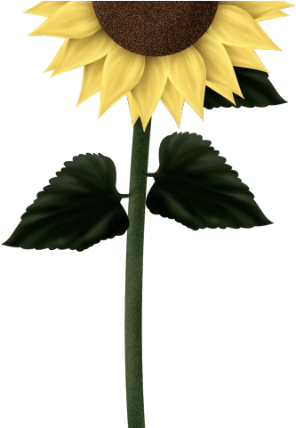 Sunflowers Clipart Cute - Sunflower Cute Transparent Background - Png Download (640x480), Png Download