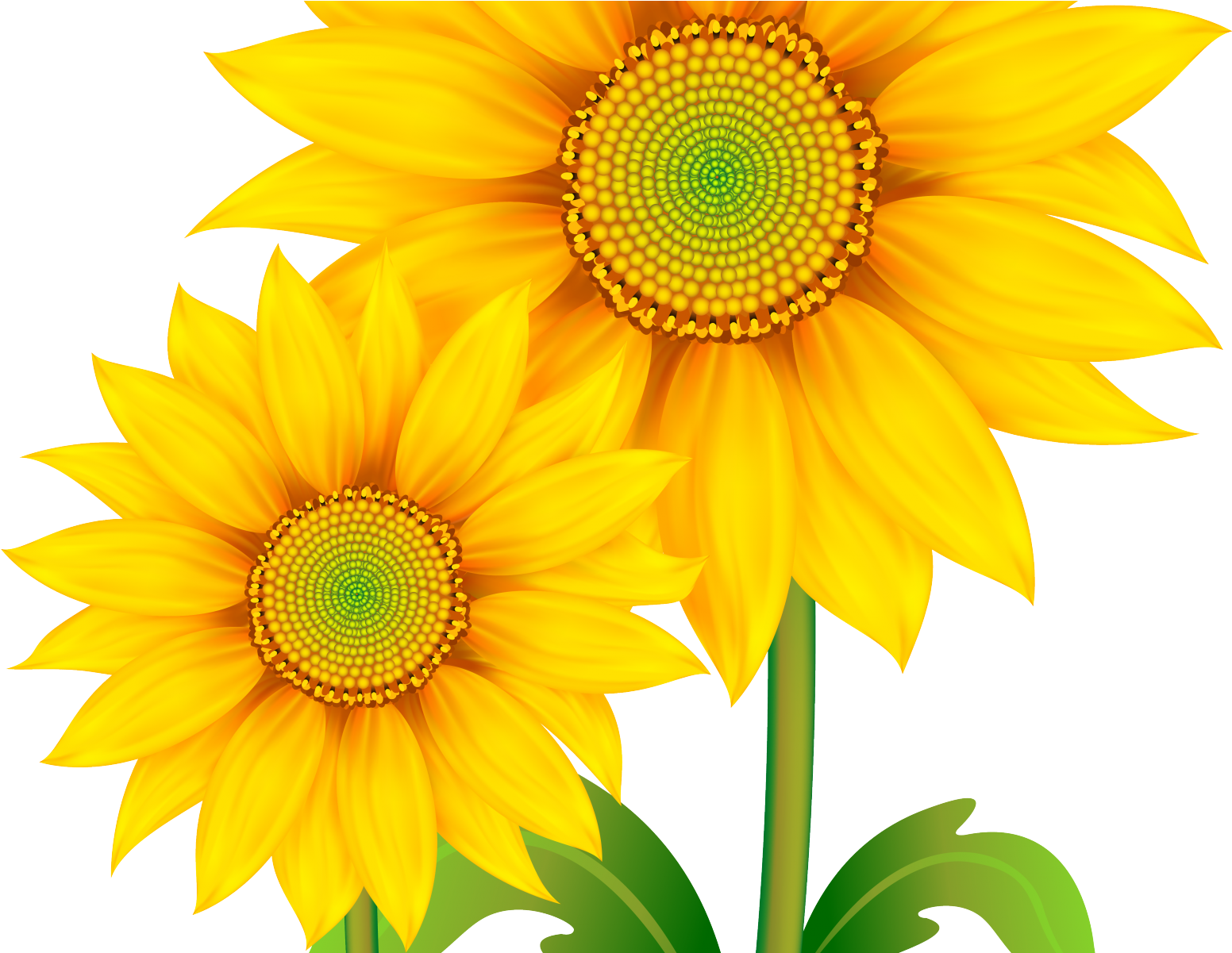 Transparent Background Sunflower Png Clipart (1600x1200), Png Download