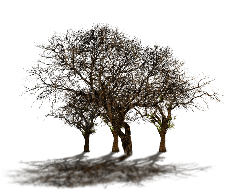 Volver Al Mapa - Oak Clipart (768x641), Png Download