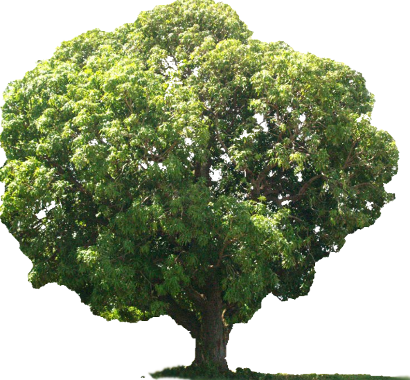 Arbol De Mango 1 Clipart (592x549), Png Download