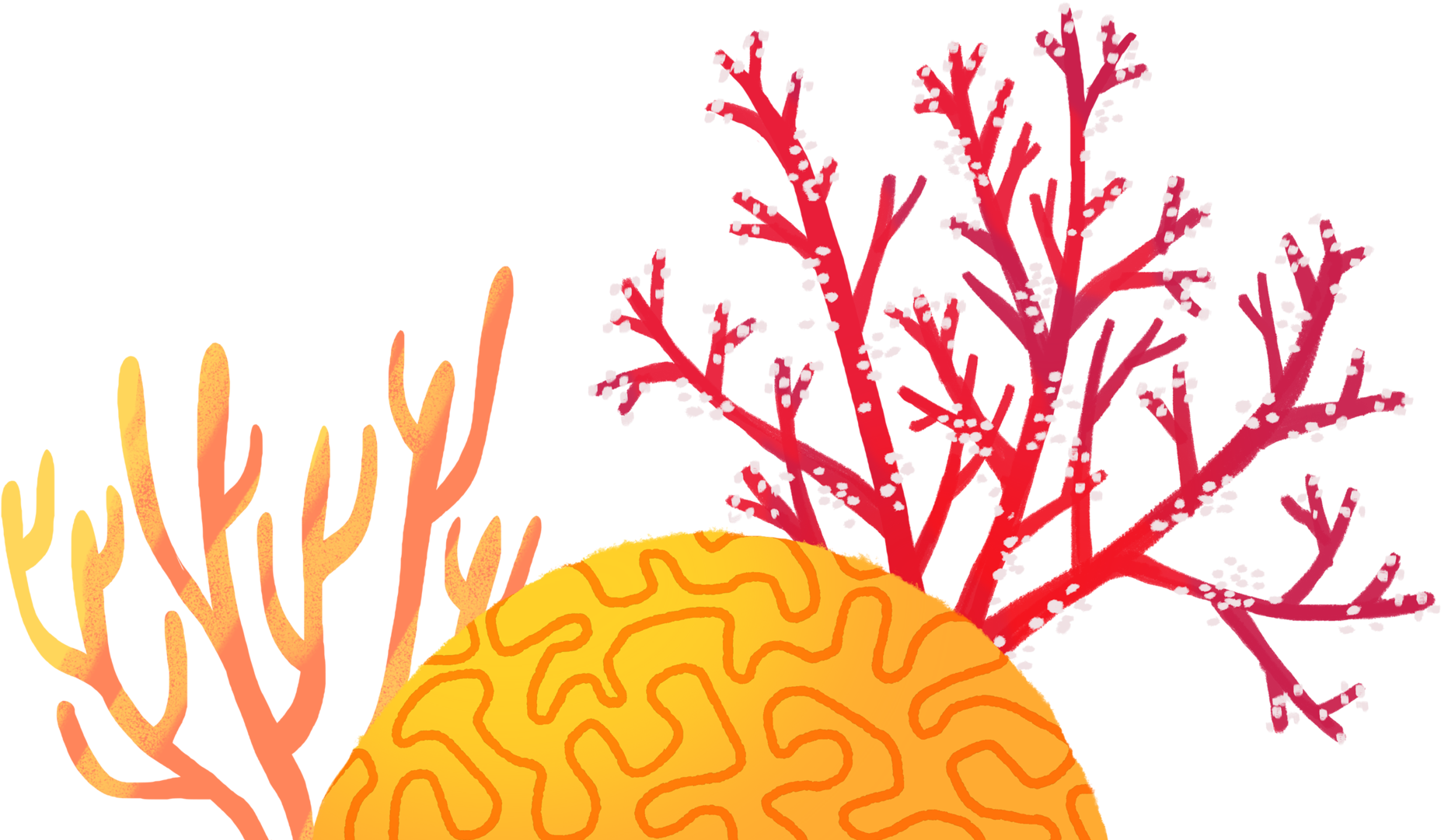 Coral Reefs Are Rich Ecosystems, Known As The Rainforests Clipart, free png...