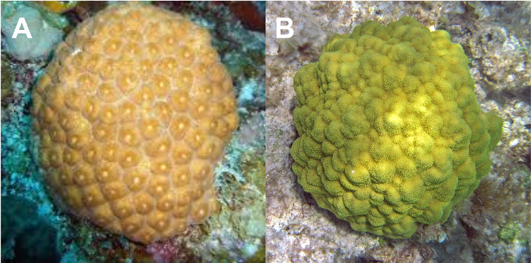 Two Species Of Coral That Are Common In The Florida - Porites Astreoides Clipart (960x720), Png Download