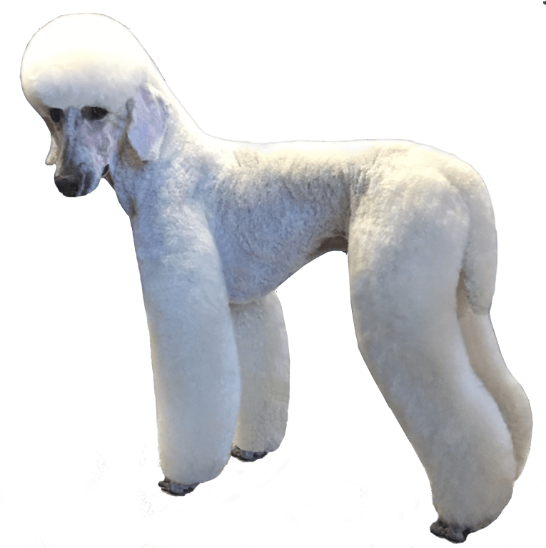 Poodle In German Trim - Standard Poodle Clipart (800x807), Png Download