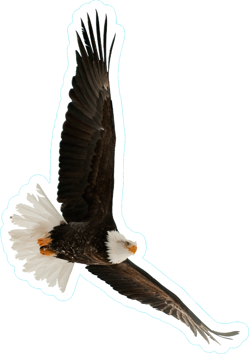Vinyl Eagle Hawk Logo Bike Stickers Png Vinyl Eagle - Bald Eagle Clipart (845x1200), Png Download