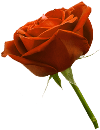 Instagram Manipulation Editing Photo In Picsart And 薔薇 の 花 Clipart Large Size Png Image Pikpng