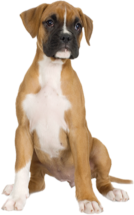 Dog Half Sitting Png - Boxer Puppy Clipart (600x788), Png Download